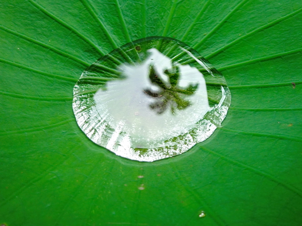 Reflejo de una palmera en una gota de agua
