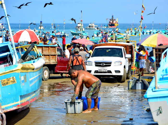 Descarga del pescado en Puerto López 2