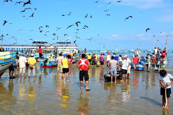 Descarga del pescado en Puerto López 15