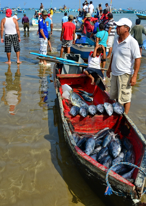 Descarga del pescado en Puerto López 12