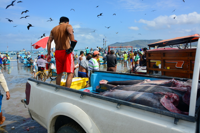 Descarga del pescado en Puerto López 9