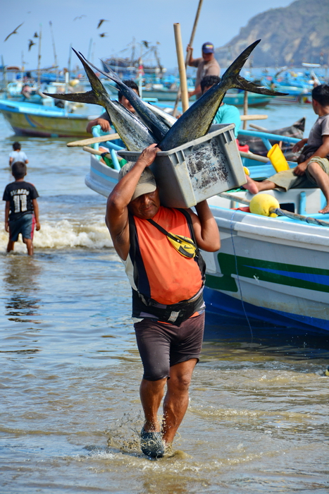Descarga del pescado en Puerto López 5