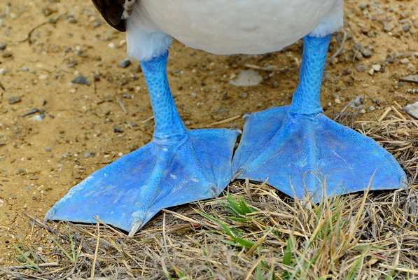 Detalle de las patas azules de un piquero