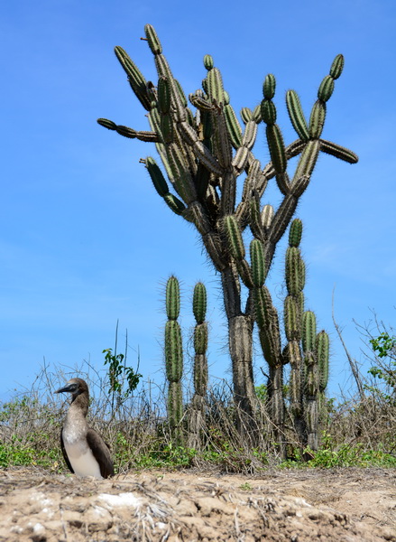 Cactus en la Isla de La Plata