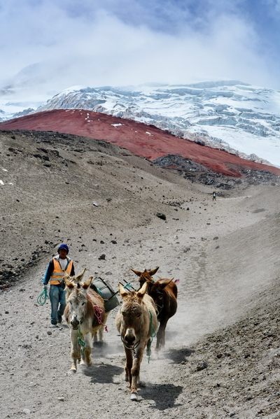 Mulas de carga en el Cotopaxi