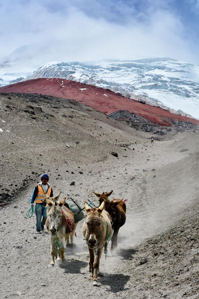 Mulas de carga en el Cotopaxi