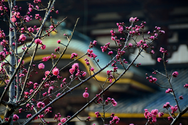 Floración frente al Todaiji
