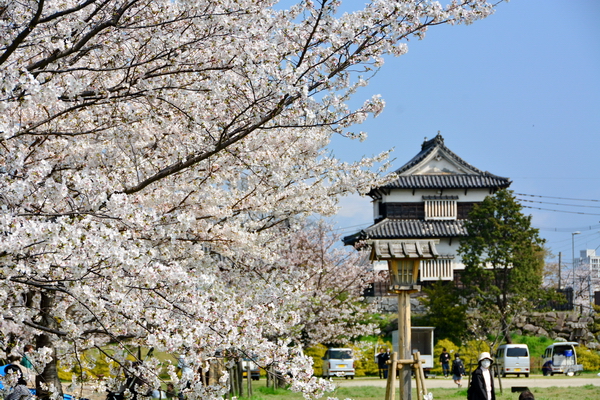 Floración del sakura en Fukuoka