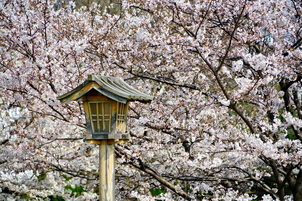 Floración del sakura