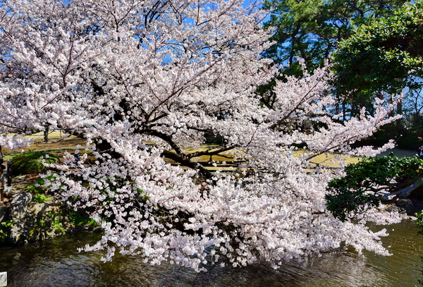 El cerezo en flor, de Extremadura a Japón - Una Pausa Agradable