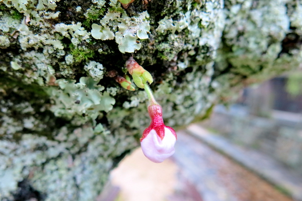 Brote de flor de cerezo