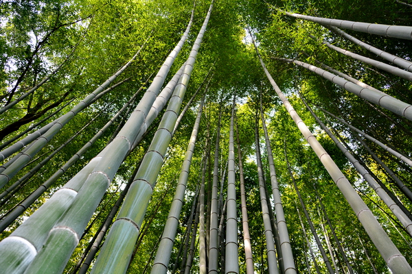 Bosque de bambú de Arashiyama 2