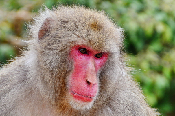 Macacos en la reserva de Iwatayama 2