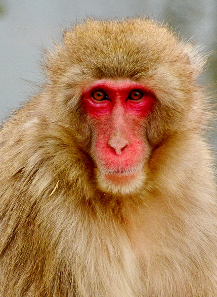 Macaco japonés en la reserva de Iwatayama