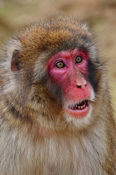 Macacos en la reserva de Iwatayama 6
