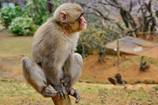 Macacos en la reserva de Iwatayama 4