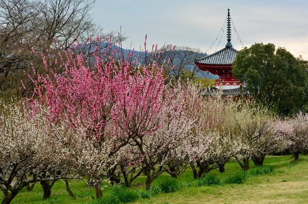Sakura en el Templo Daikoku ji 