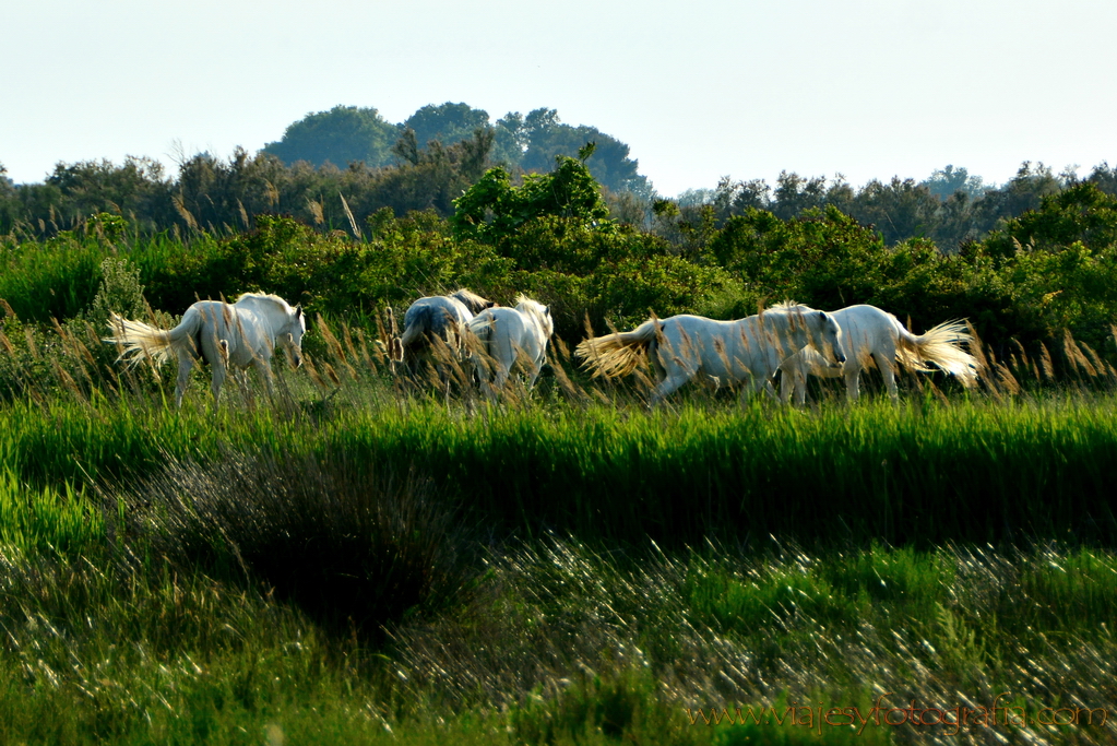 La Camargue 03