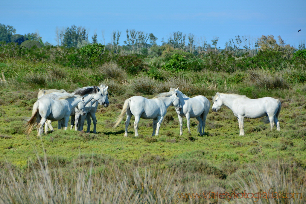 La Camargue 04