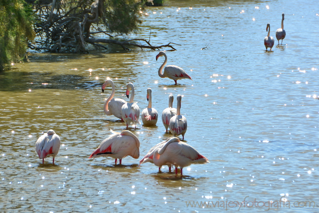 La Camargue 07