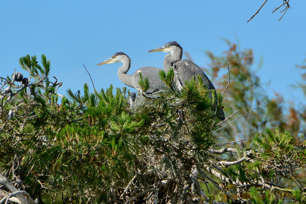 La Camargue 11