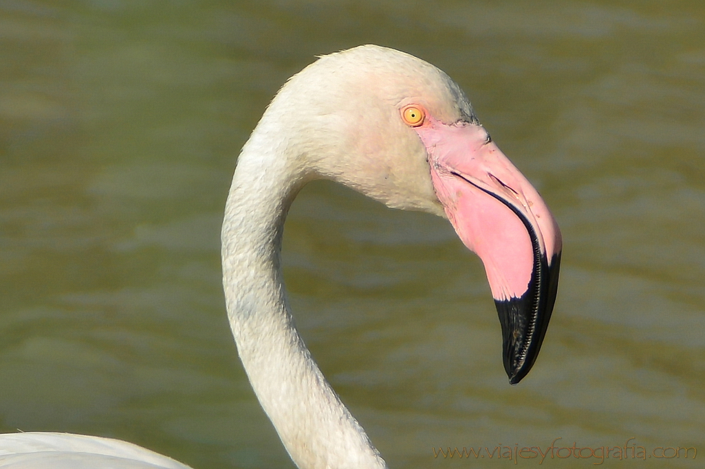 La Camargue 12