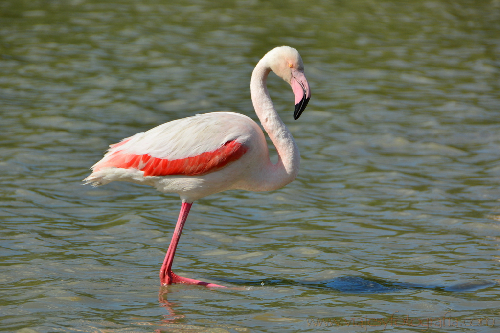 La Camargue 17