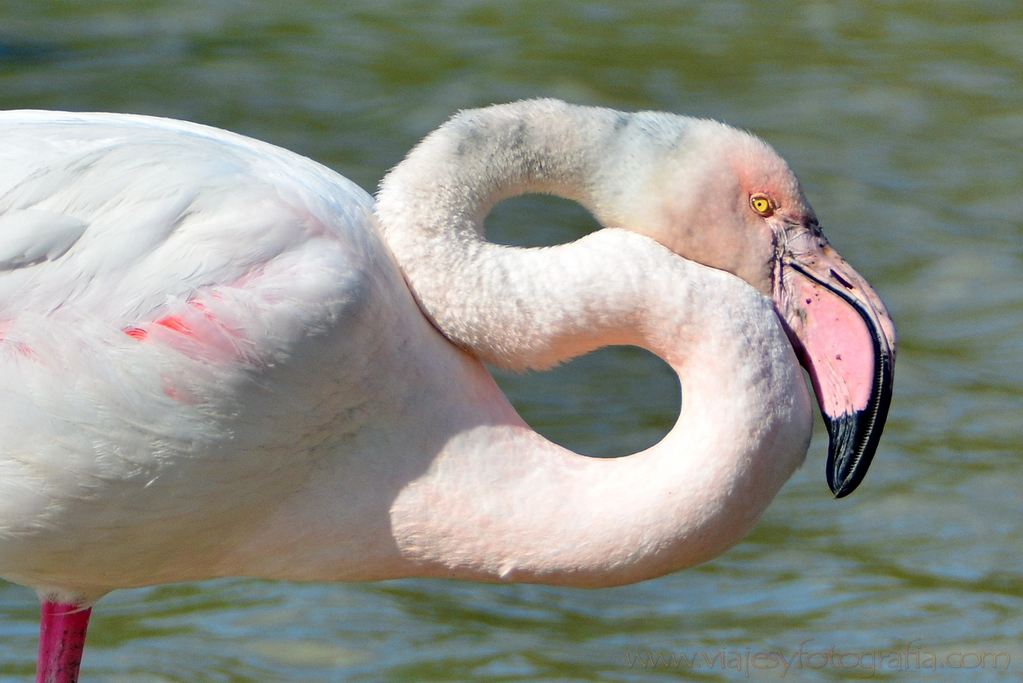 La Camargue 21