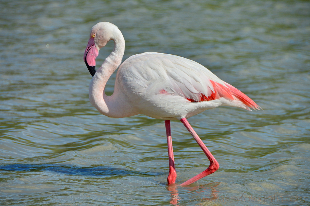 La Camargue 22