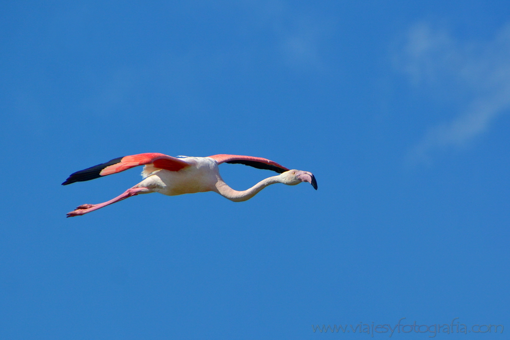 La Camargue 23