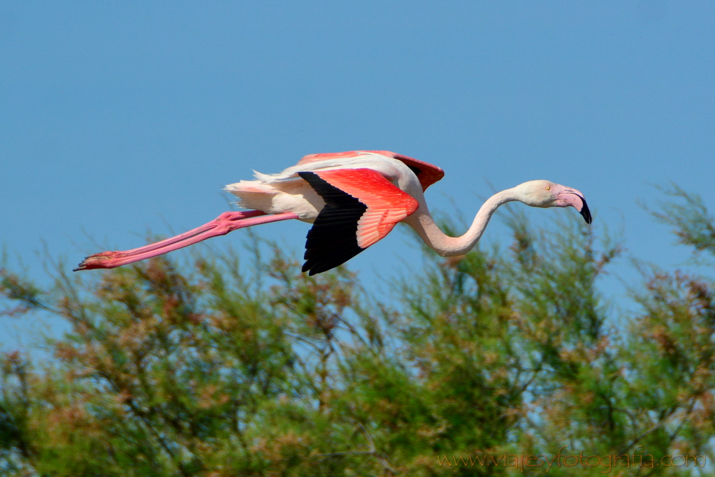 La Camargue 25