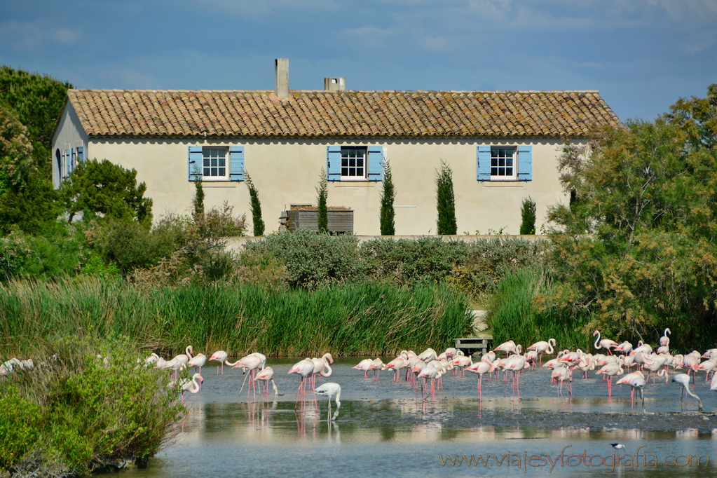 La Camargue 27