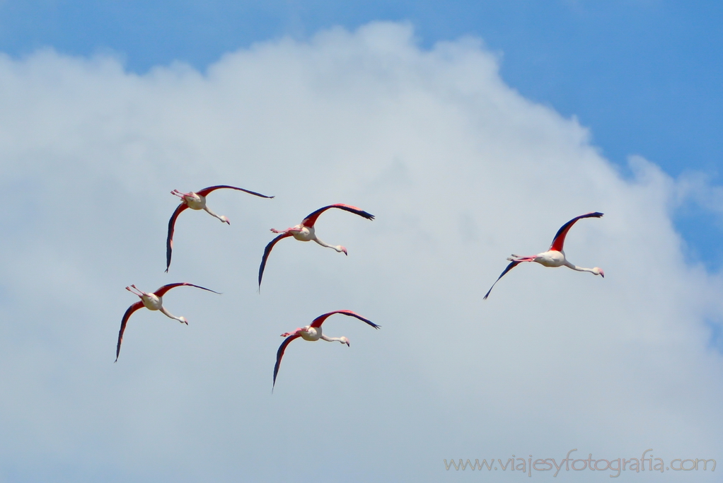 La Camargue 29