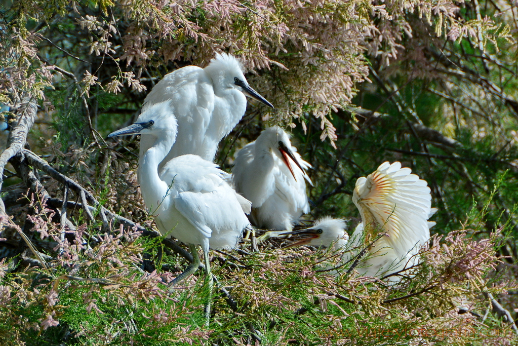 La Camargue 31