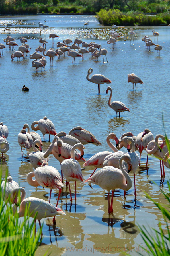 La Camargue 37