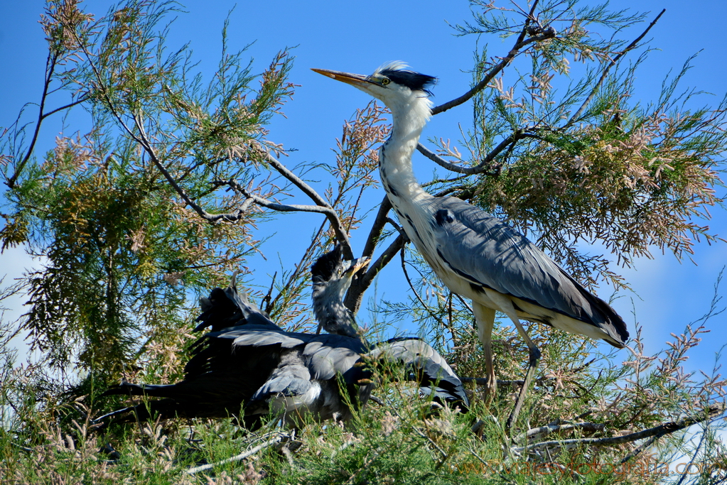 La Camargue 38