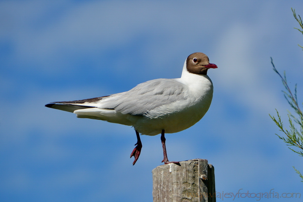 La Camargue 39