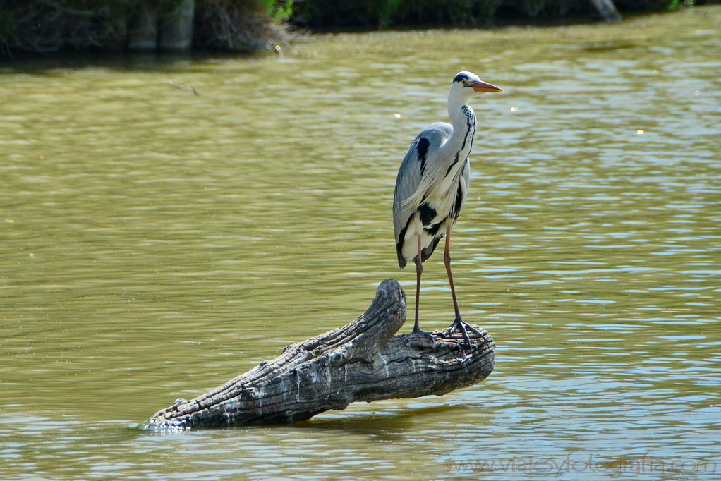 La Camargue 42