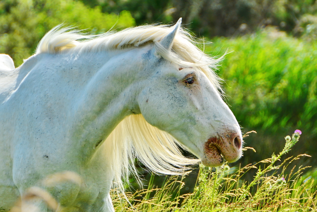 La Camargue 47