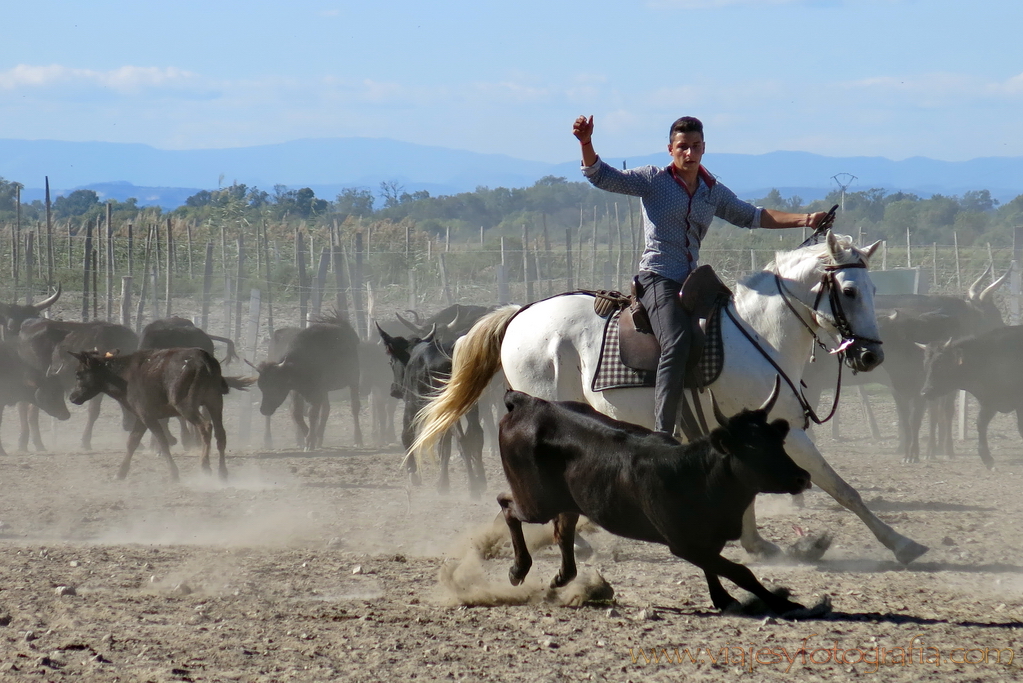 La Camargue 50