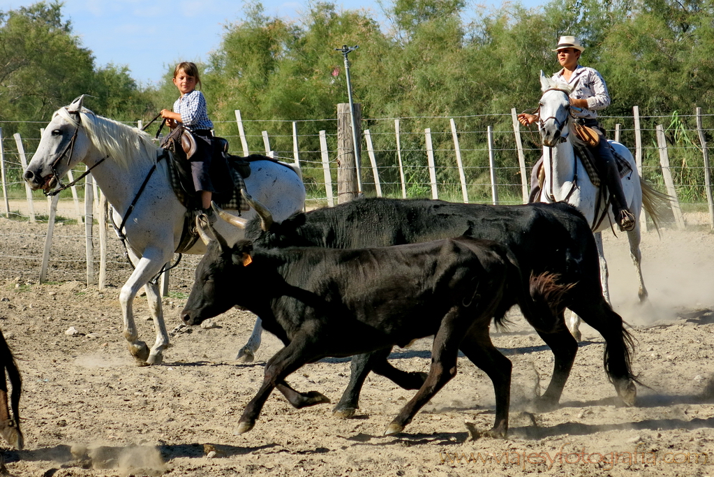 La Camargue 51