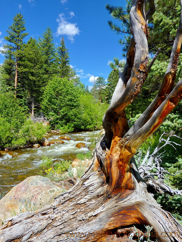 Rocky Mountains Moraine Park Colorado 26