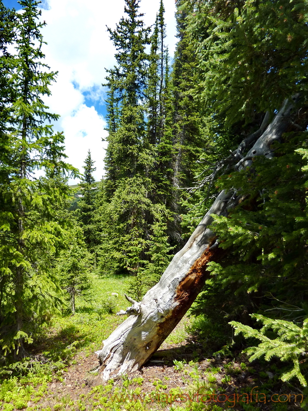 Rocky Mountains Trail Ridge Colorado 20