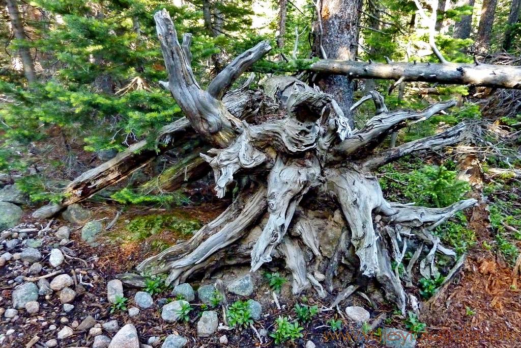 Rocky Mountains Bear Lake Colorado 21