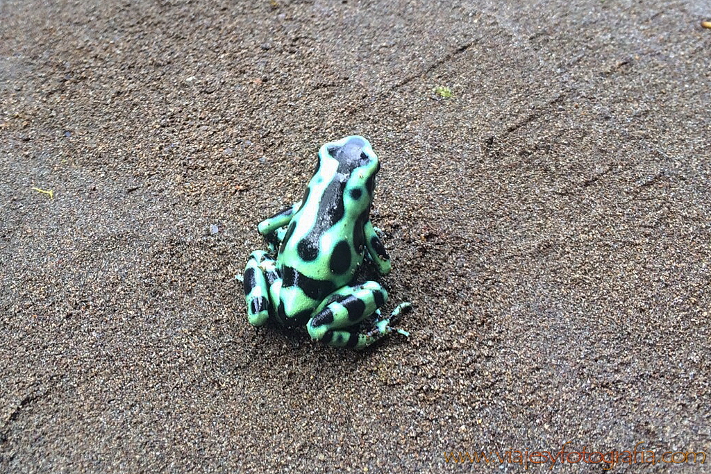 Ranita verdinegra. Pacuare Costa Rica