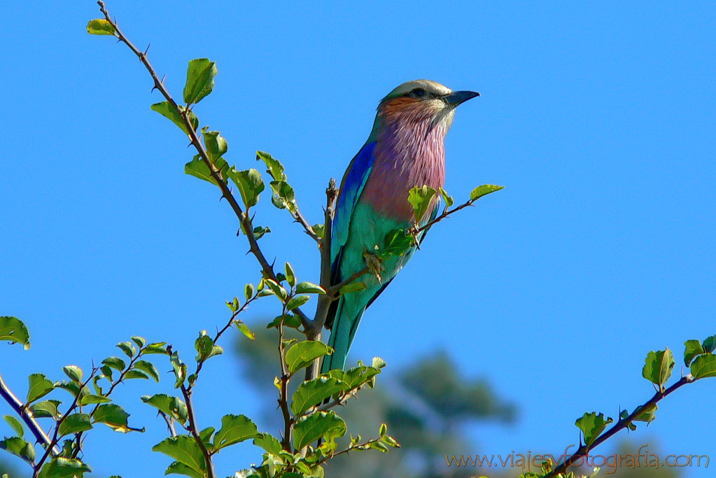 Pilanesberg 1000390