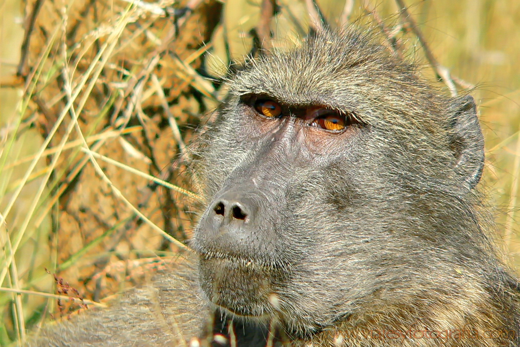 Pilanesberg 1000404