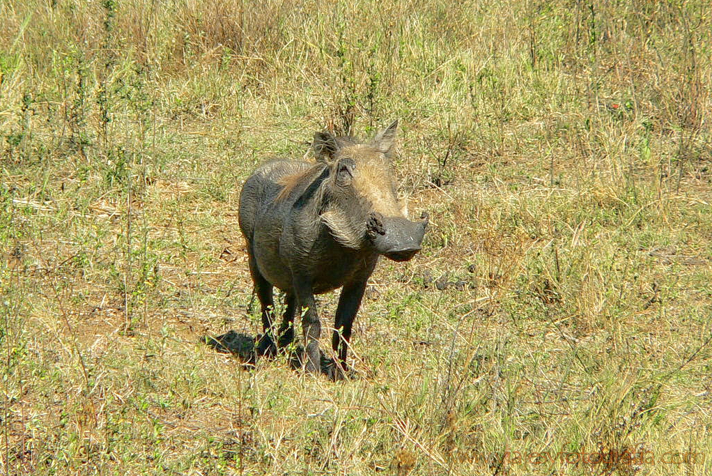 Pilanesberg 1000452