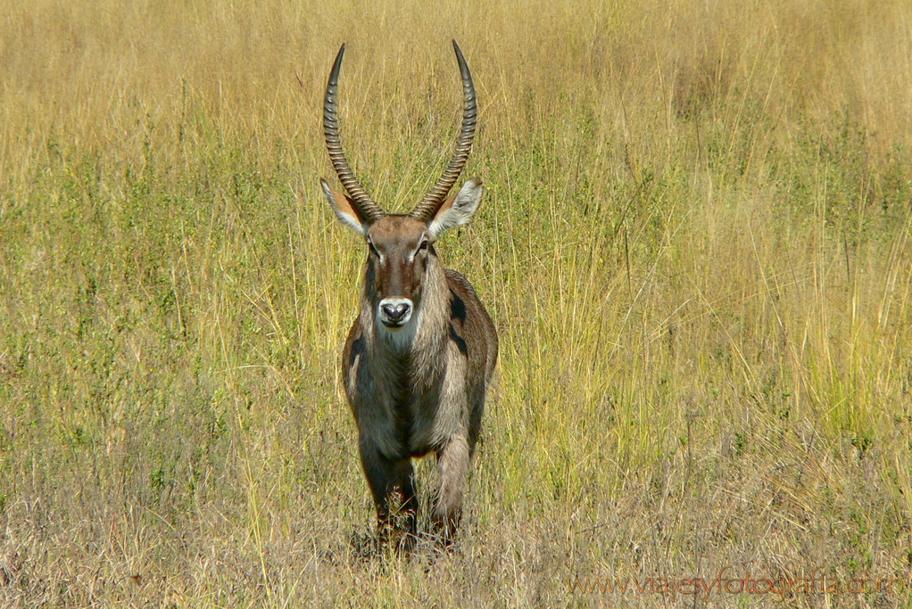 Pilanesberg 1000473