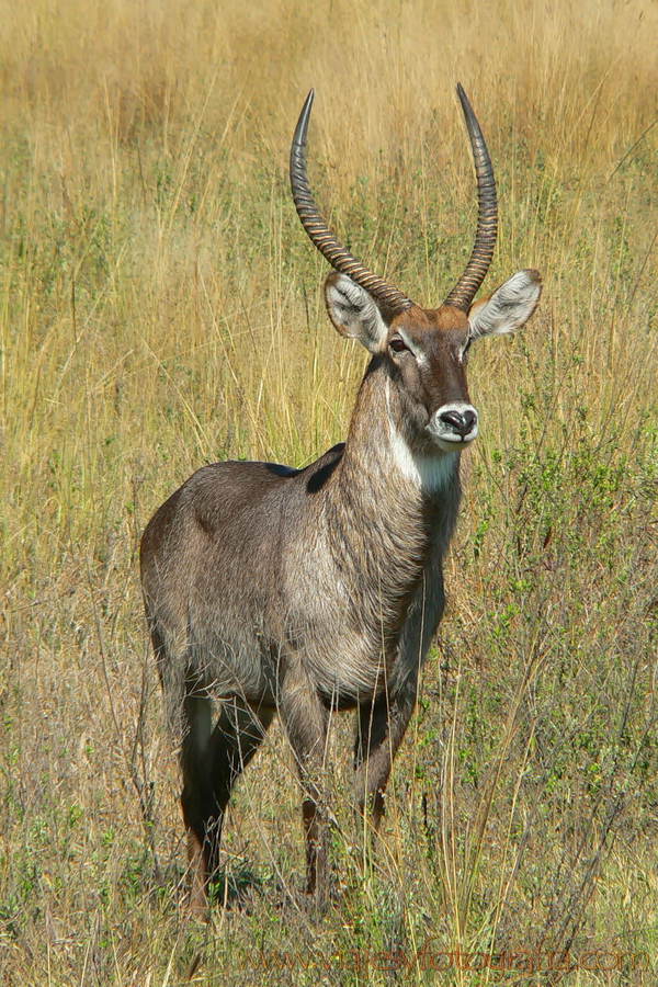 Pilanesberg 1000477